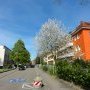 Frühling in der Langemarckstraße (2015)